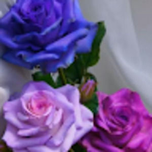 Meet your Posher, Hasina